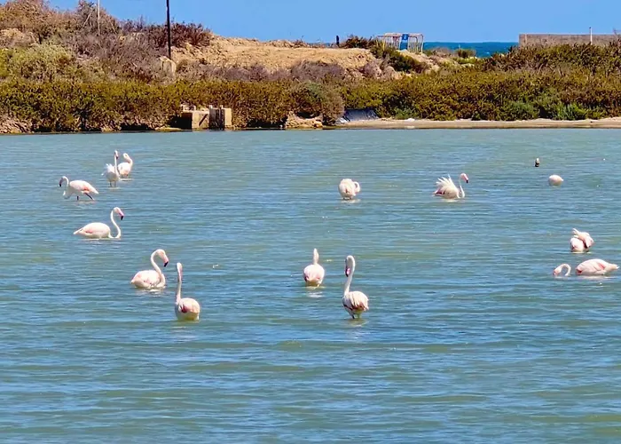 Bergantin 30 公寓 托雷维耶哈